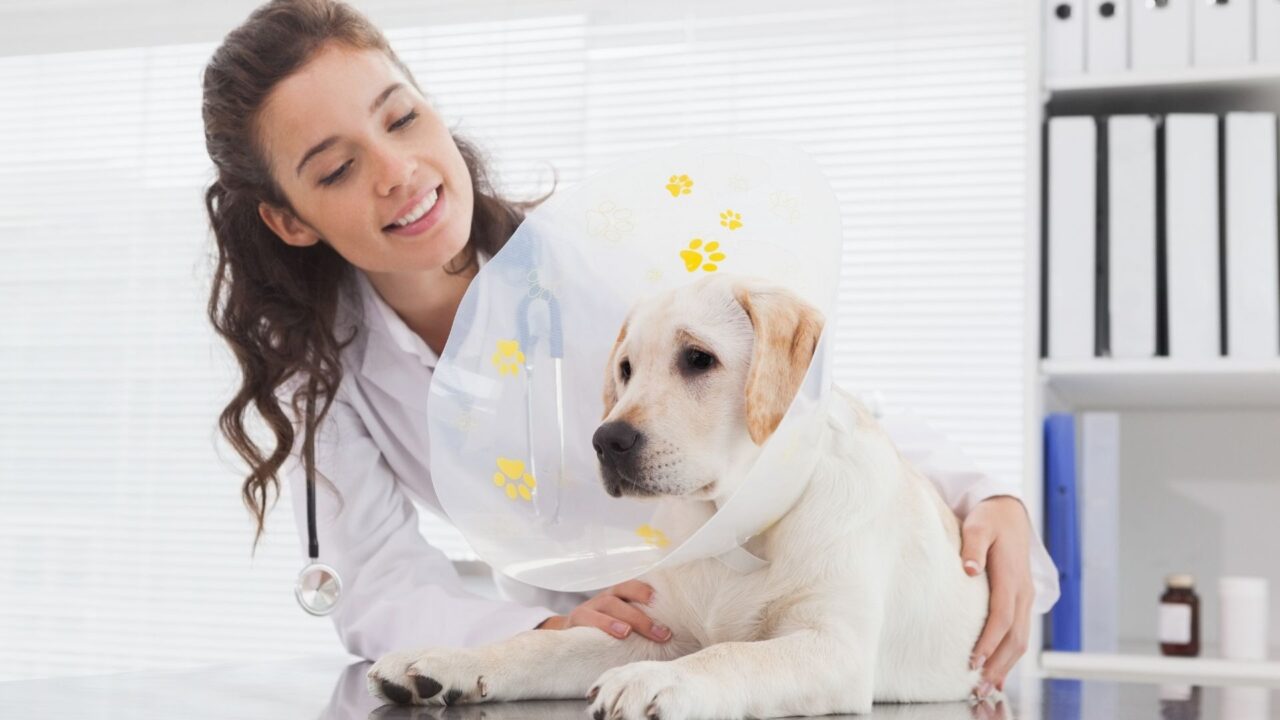 Greenwood, SC 29649 Veterinary Services Kinard Animal Hospital