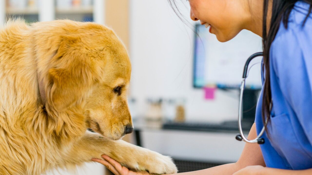 Greenwood, SC 29649 Veterinary Services Kinard Animal Hospital