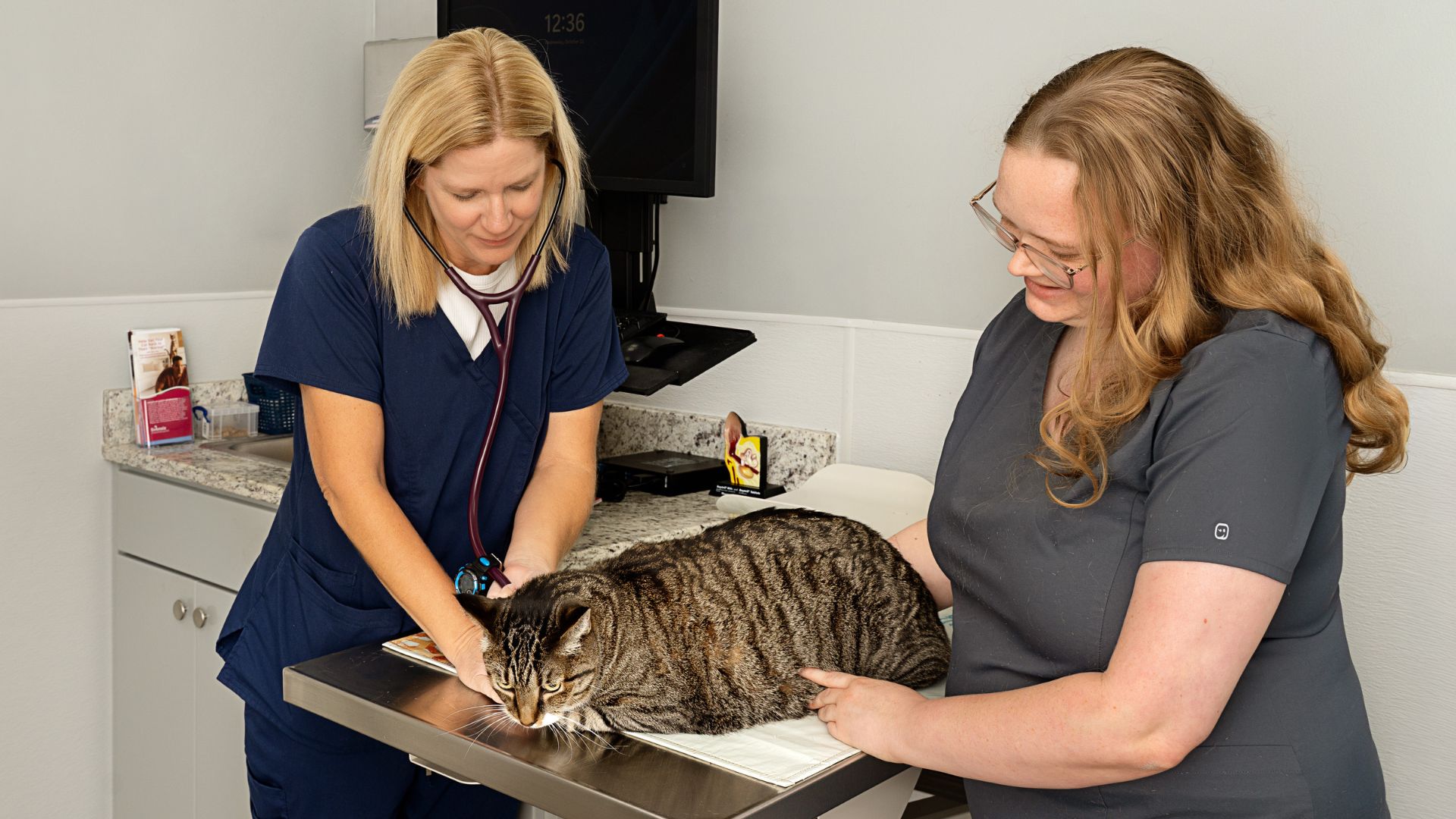 dog in cone at the vet